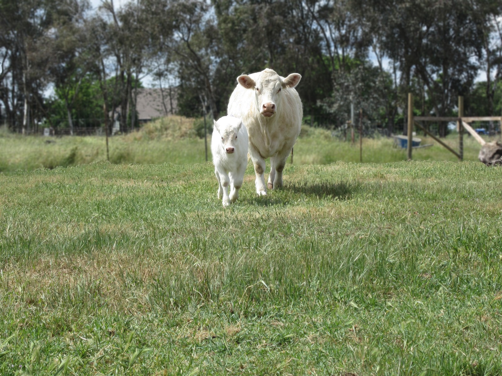 Home Page [rockinghillranch.net]